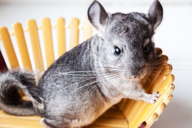 the-silent-surge:-understanding-the-wholesale-chinchillas-trade