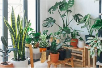 everything-you-need-to-know-about-miracle-gro-indoor-plant-food
