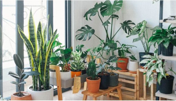 everything-you-need-to-know-about-miracle-gro-indoor-plant-food